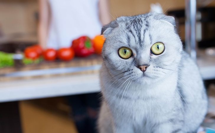 手作り猫ご飯の注意点