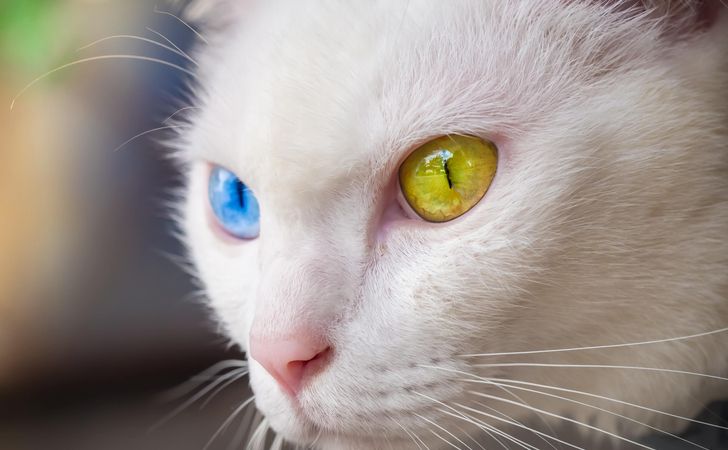 猫の種類によって目の色が違う理由は オッドアイとは 松波動物メディカル通信販売部本店公式ブログ