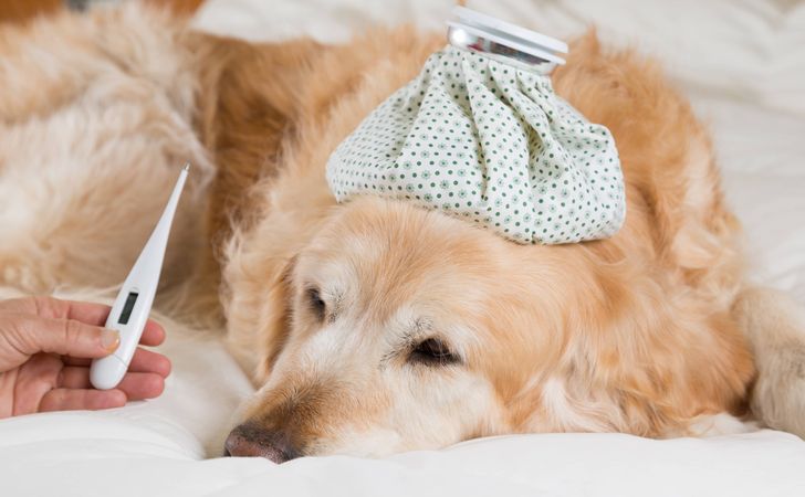 犬のくしゃみや鼻水が出る時の病気