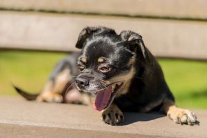 犬にくしゃみが出るときの病気