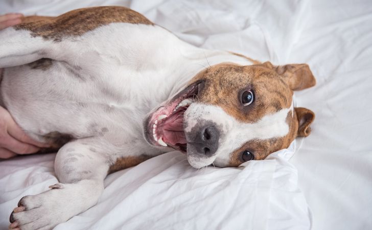 犬が夜泣きをする原因は