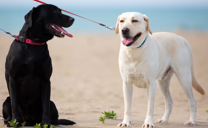 大型犬でロングリードを使う