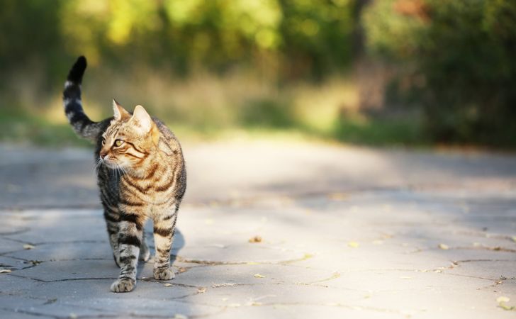 室内飼いの猫が脱走して帰ってこない