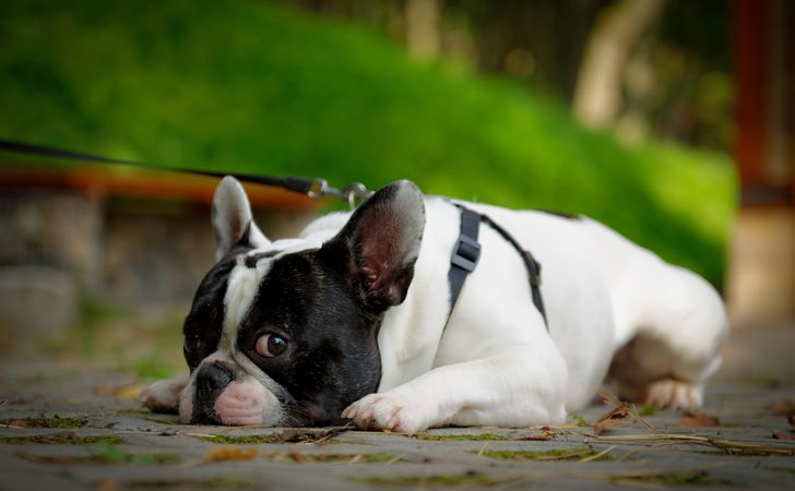 散歩が嫌いな犬