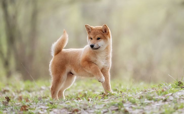 柴犬について