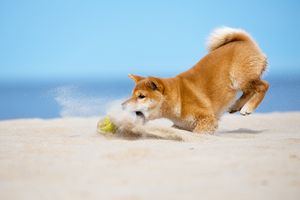 柴犬の飼い方