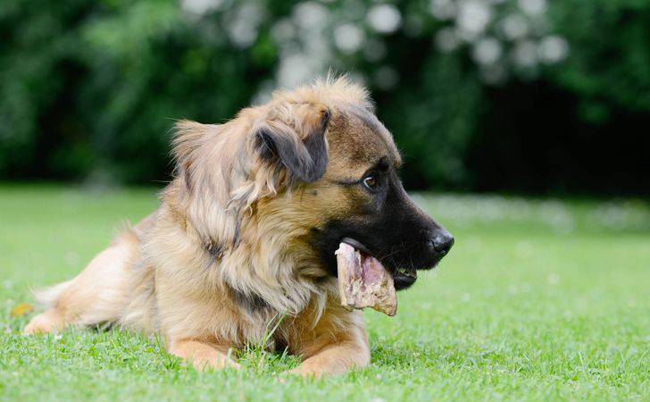 犬の拾い食いをやめさせるしつけ