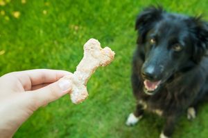 拾い食いによって起きるトラブル