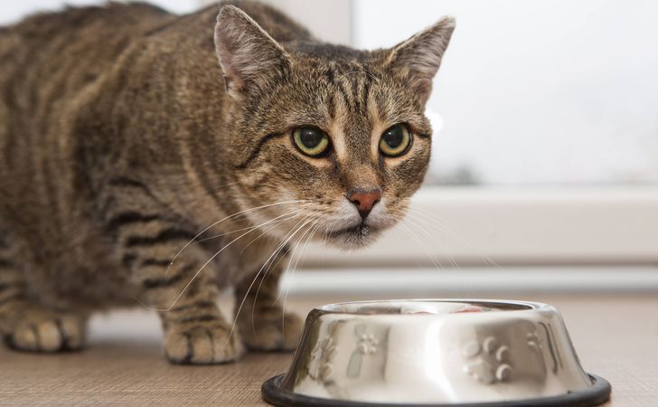 去勢後や避妊手術後で食欲がない猫