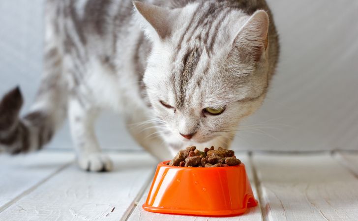 猫のご飯を工夫して偏食を改善