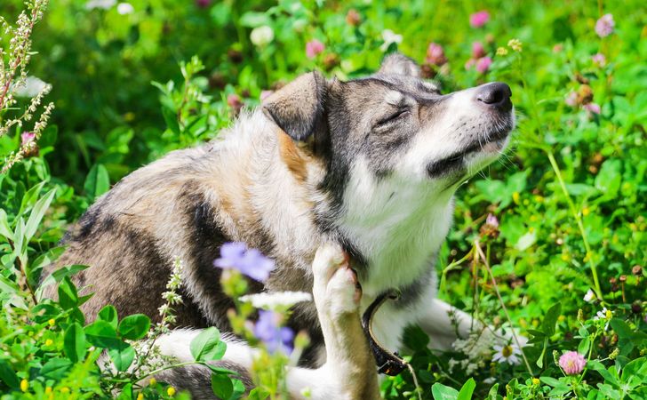 犬のおすすめ虫除け対策