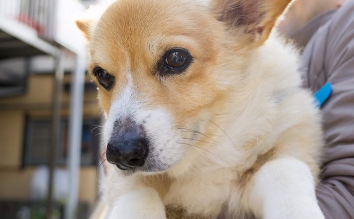 犬の保定とは