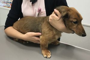 犬座位保定