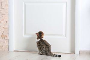 猫のストレスを軽減する