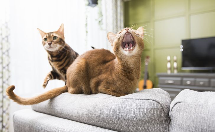 猫を多頭飼いするときのコツ