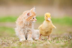 一緒に飼う時のポイント