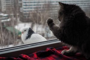 猫が窓の外を見る理由