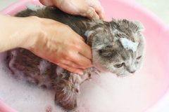 お風呂嫌い、シャンプー嫌いの猫