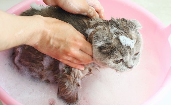 お風呂嫌い、シャンプー嫌いの猫
