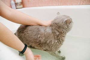 猫のお風呂の入れ方