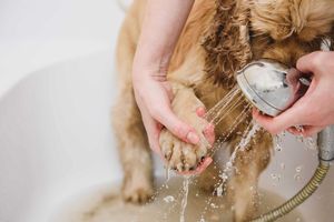 暴れる犬をトリミングするコツ