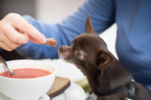 犬は食べ物を分けてもらえたことを覚えている