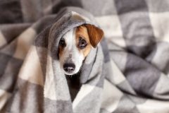 犬のお留守番に必要な寒さ対策
