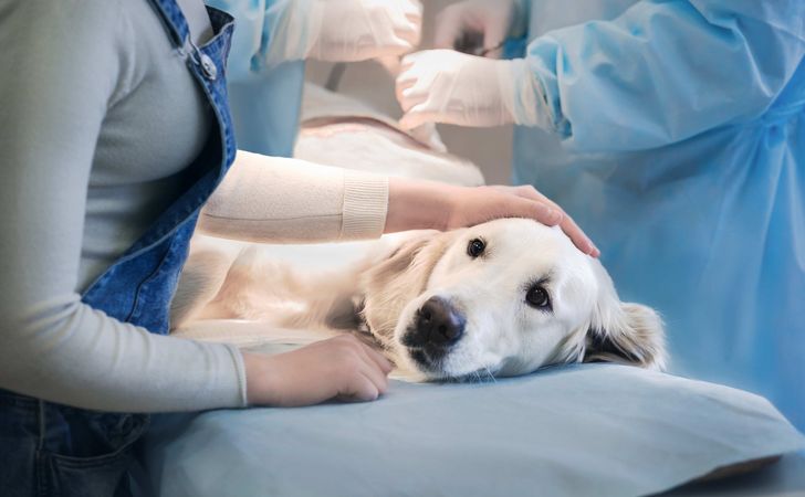 犬の去勢・避妊手術