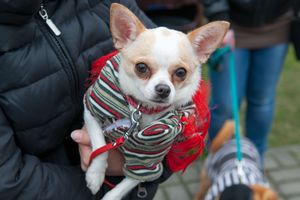 犬の首輪