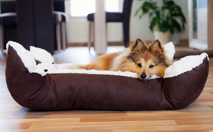 犬用ベッドとマット