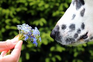 犬の嗅覚と注意点