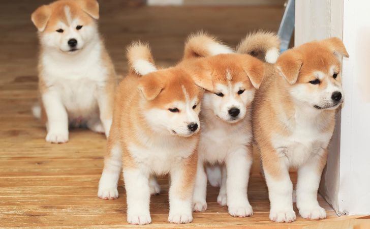 秋田犬の性格 飼い方 しつけ 病気について 松波動物メディカル通信販売部本店公式ブログ
