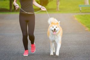 秋田犬の性格 飼い方 しつけ 病気について 松波動物メディカル通信販売部本店公式ブログ