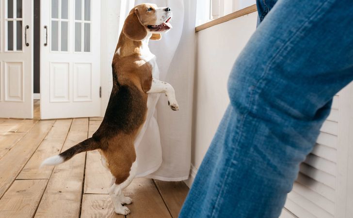 ビーグルの性格 飼い方 しつけ 病気について 松波動物メディカル通信販売部本店公式ブログ