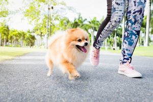 ポメラニアンの飼い方3つの注意点