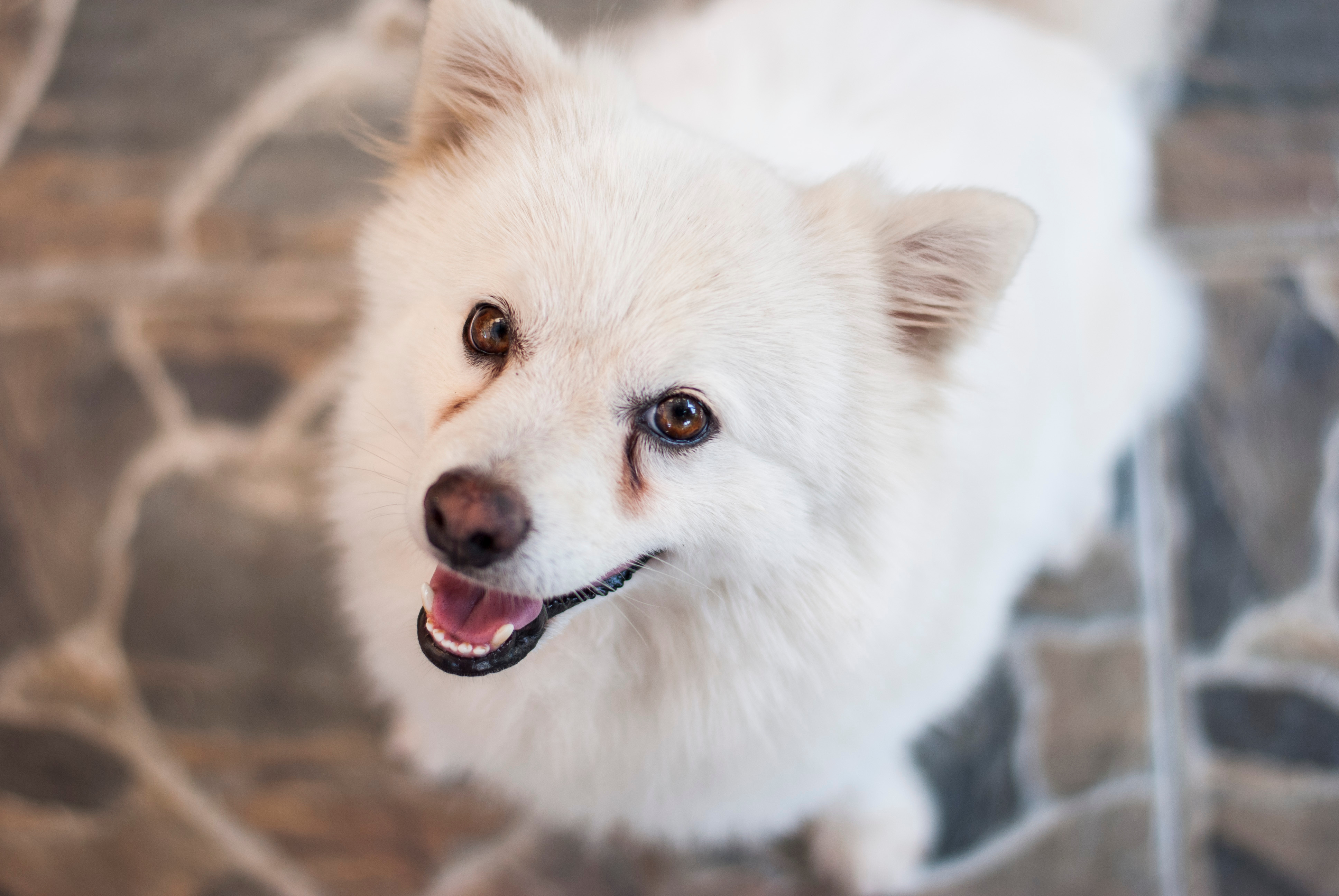 Young Japanese Spitz looks at you
