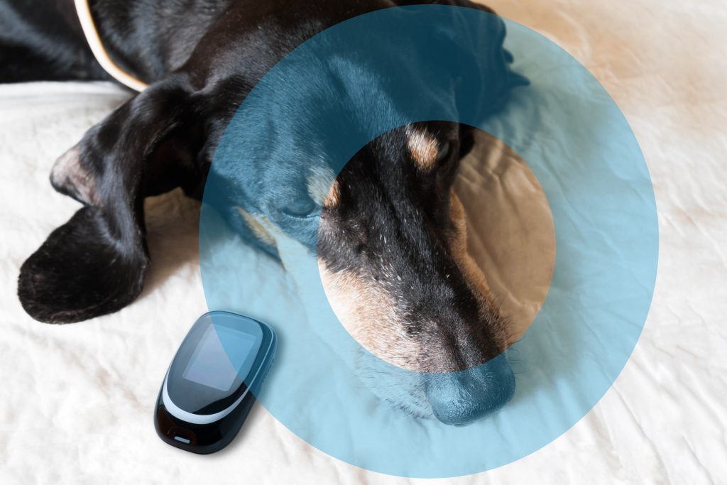 Old dog Dachshund suffering from Diabetes. Concept with Glucometer and symbol blue circle. 14 November World Diabetes Day.