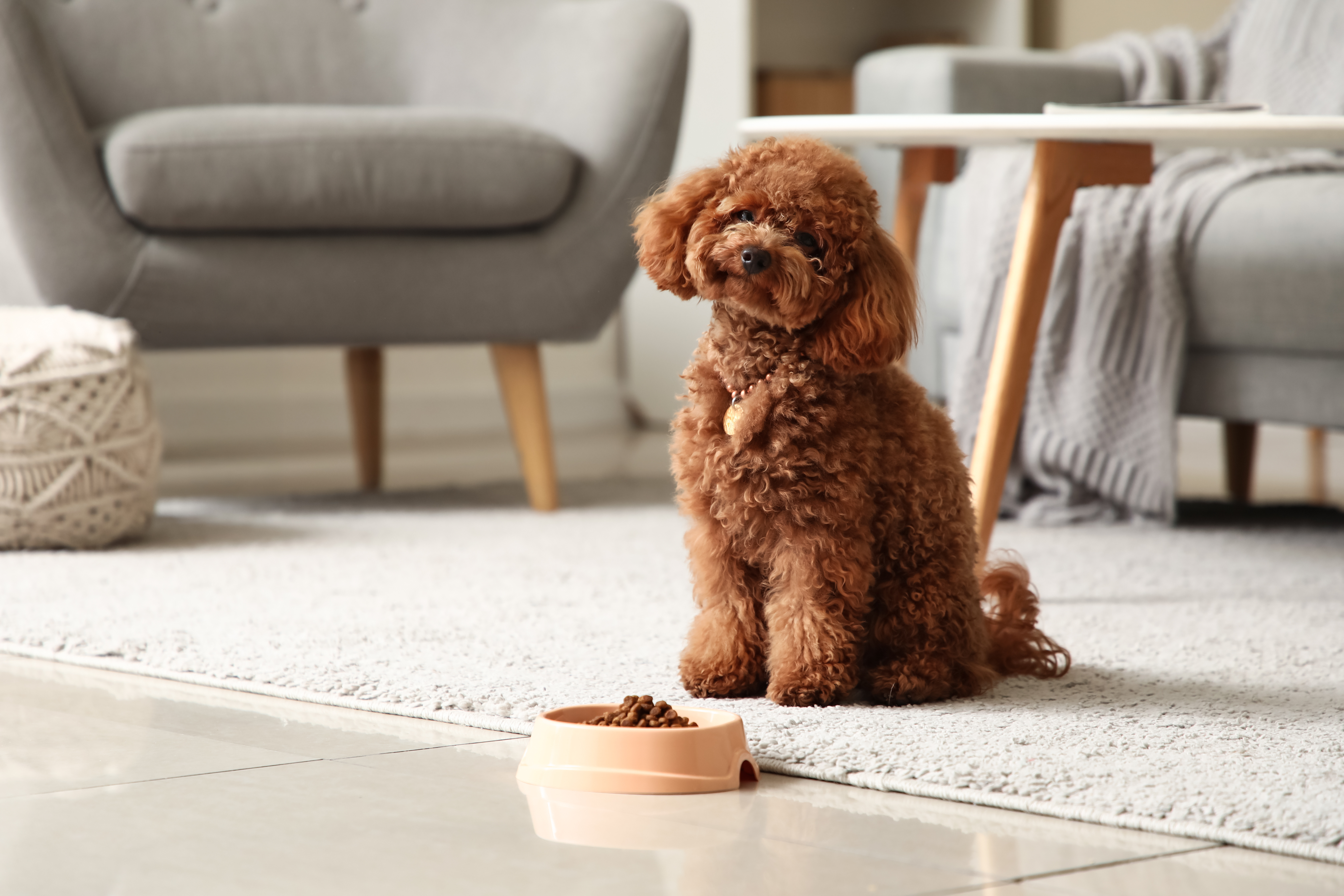 Cute Toy Poodle dog with bowl of food sitting in living room