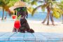 Black mutt dog posing on the beach with colorful cocktail.