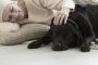 Animal assisted therapy reducing stress in elderly woman with cancer sleeping with dog on carpet
