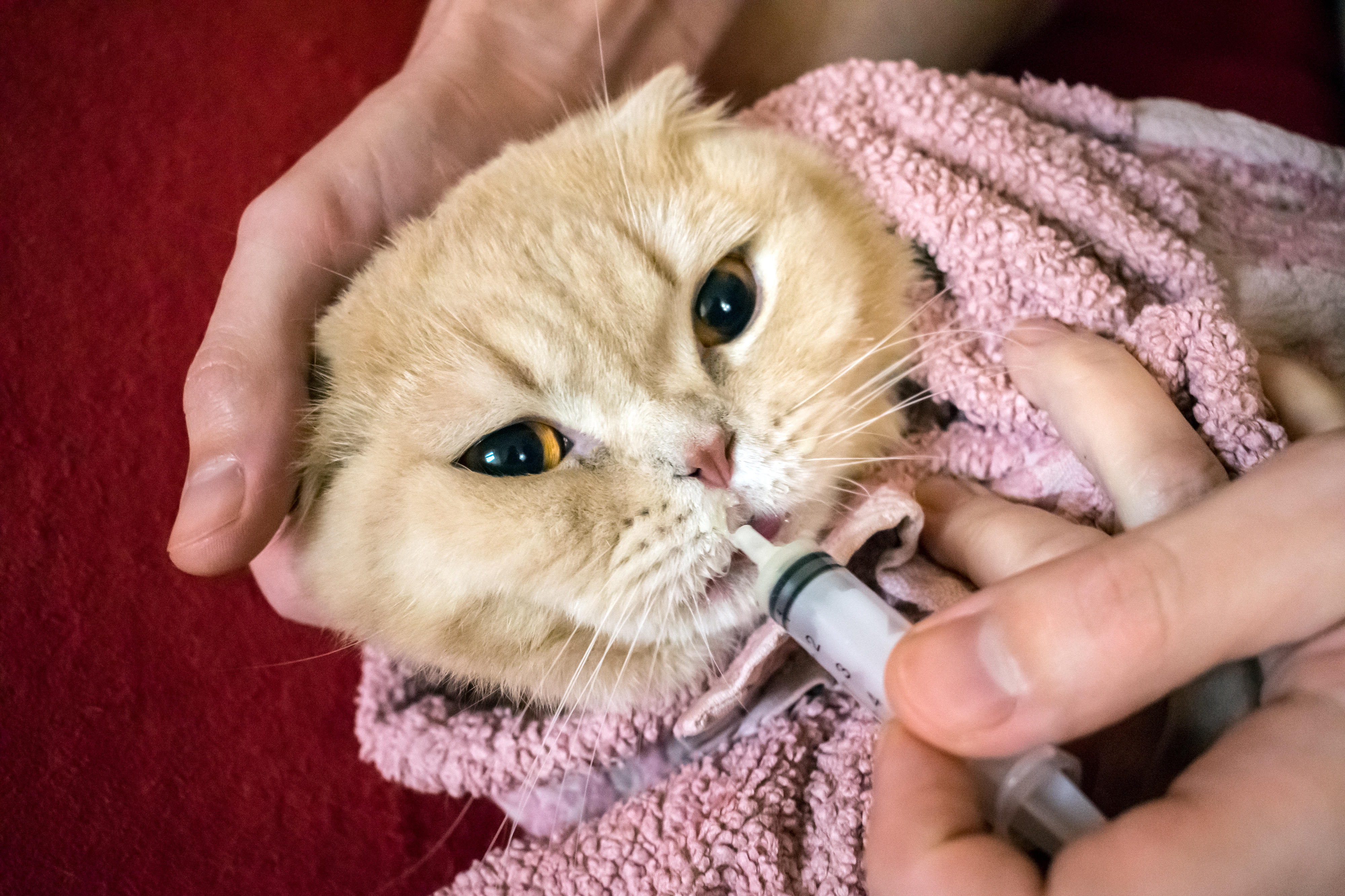 How to give a cat liquid medicine. Ways to give a cat a pill. A man’s