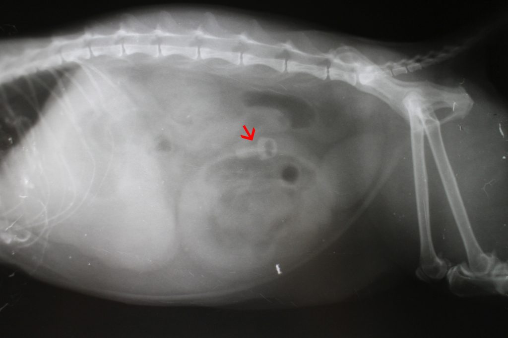 X-ray picture of foreign body in abdominal cavity by cat