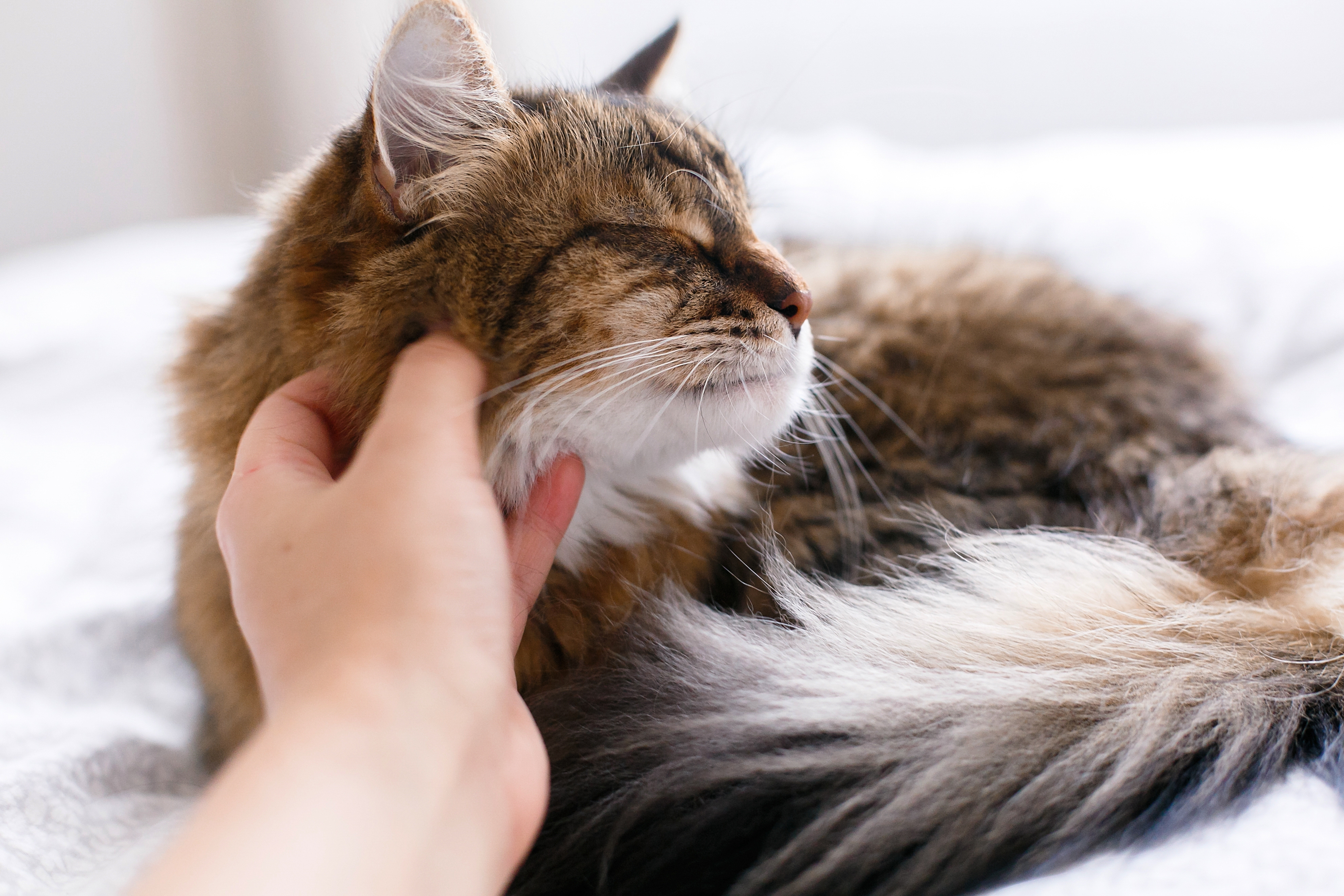 Maine coon cat lying on white bed and getting caress from owner in sunny bright stylish room. Hand petting cute cat with funny calm emotions. Space for text. Love pets
