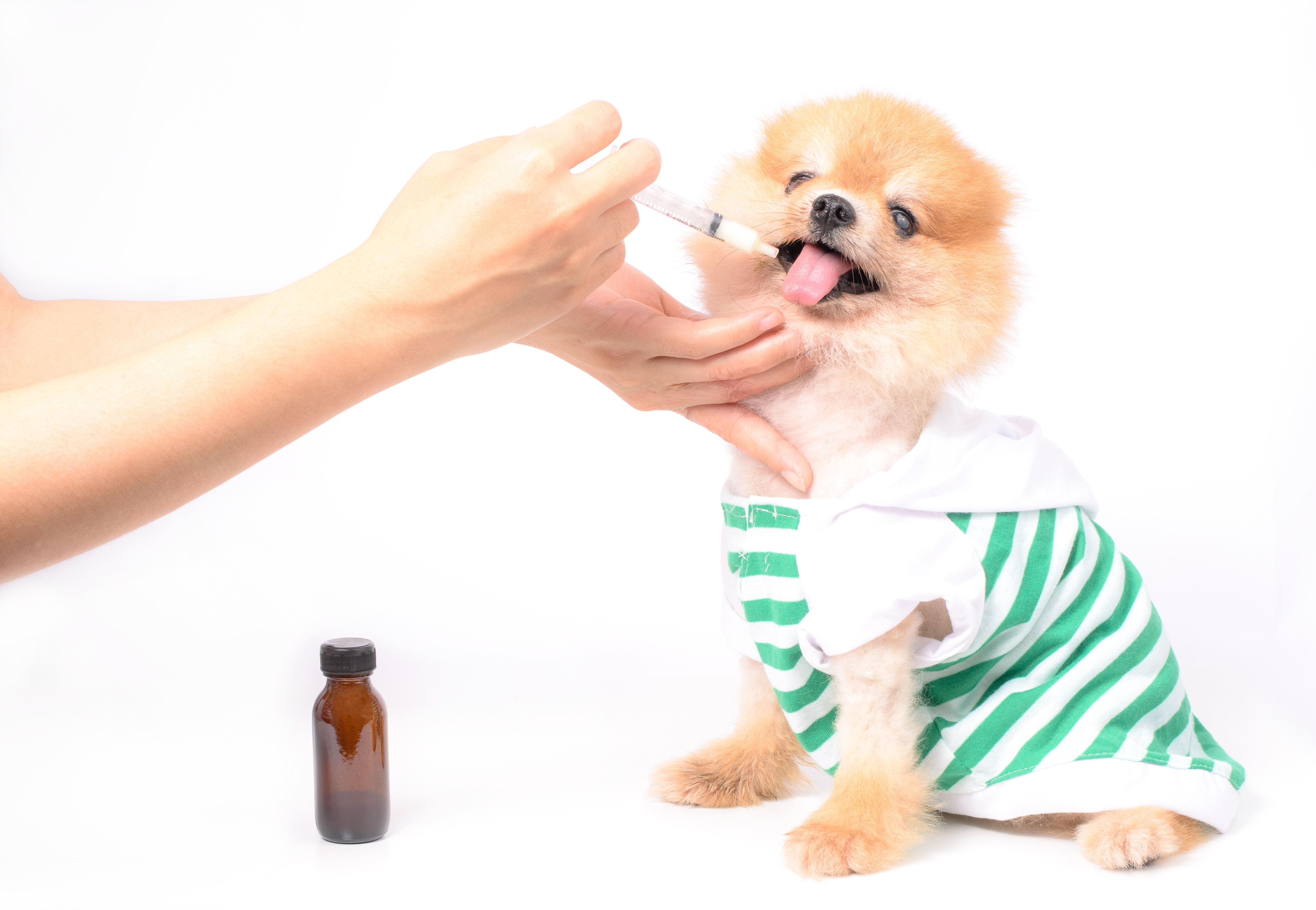 veterinary is medicating drug to the dog