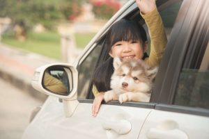 子犬のあいだに経験