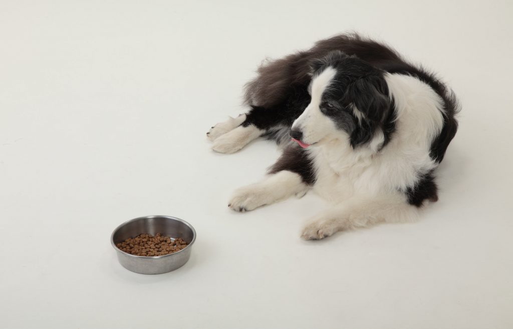 犬の食欲不振の原因と対策