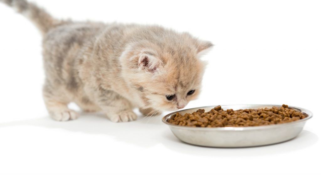 猫の好物と食べてはいけないもの