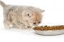 猫の好物と食べてはいけないもの