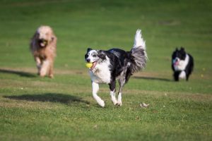 犬種で異なる