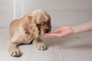 口に触れられることに慣れさせる